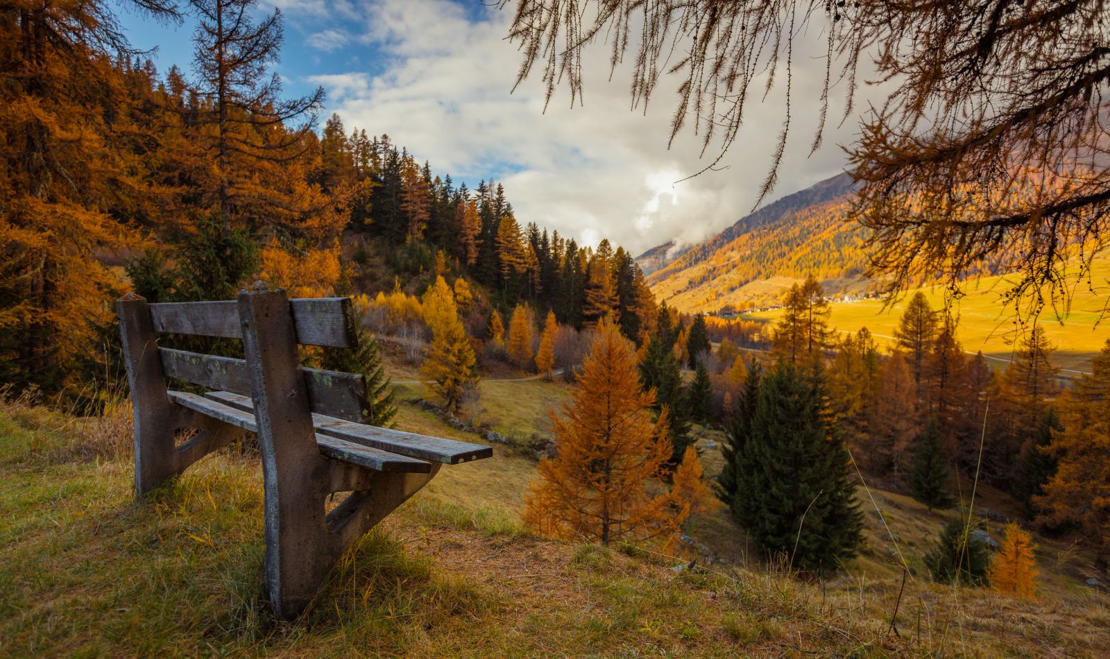 La saison flamboyante